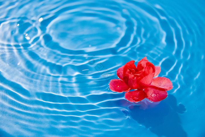 海面漂浮的红色花朵图片