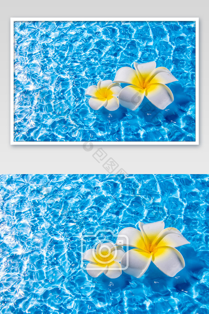 海面漂浮的两朵鸡蛋花图片图片