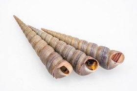 海鲜食材海螺钉螺