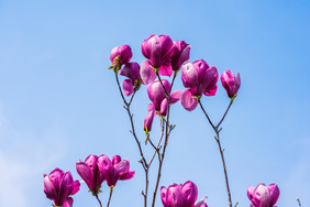 红色玉兰花花枝摄影图