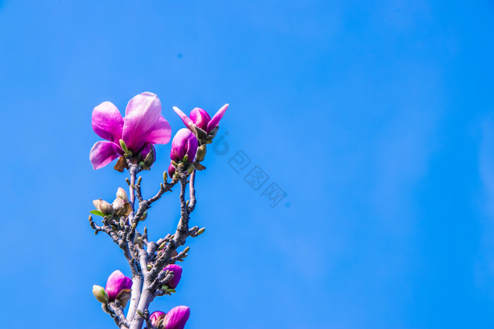 红玉兰花苞花枝摄影图图片