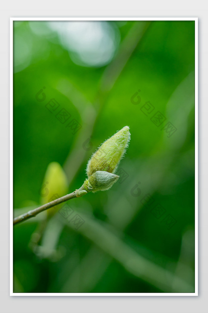 清新春天绿色的新芽摄影图图片图片