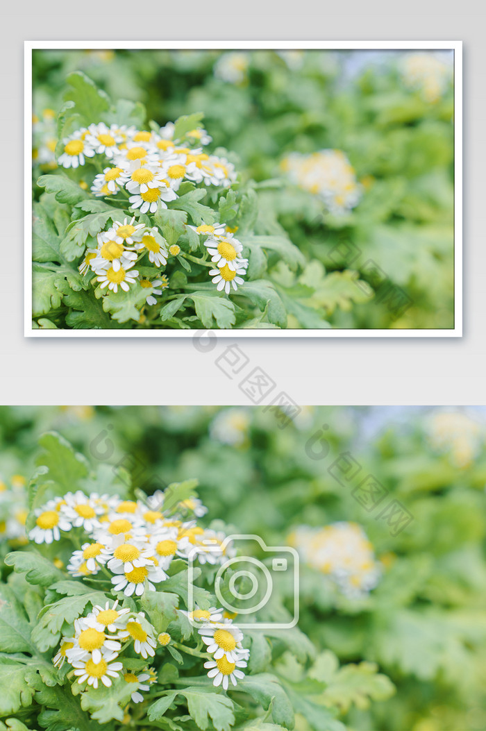洋甘菊花卉春天鲜花图片图片