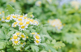 清新洋甘菊花卉春天鲜花摄影图