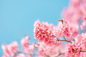 春天浪漫樱花盛开