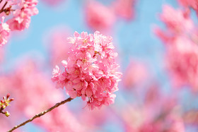 春暖花开粉色浪漫樱花