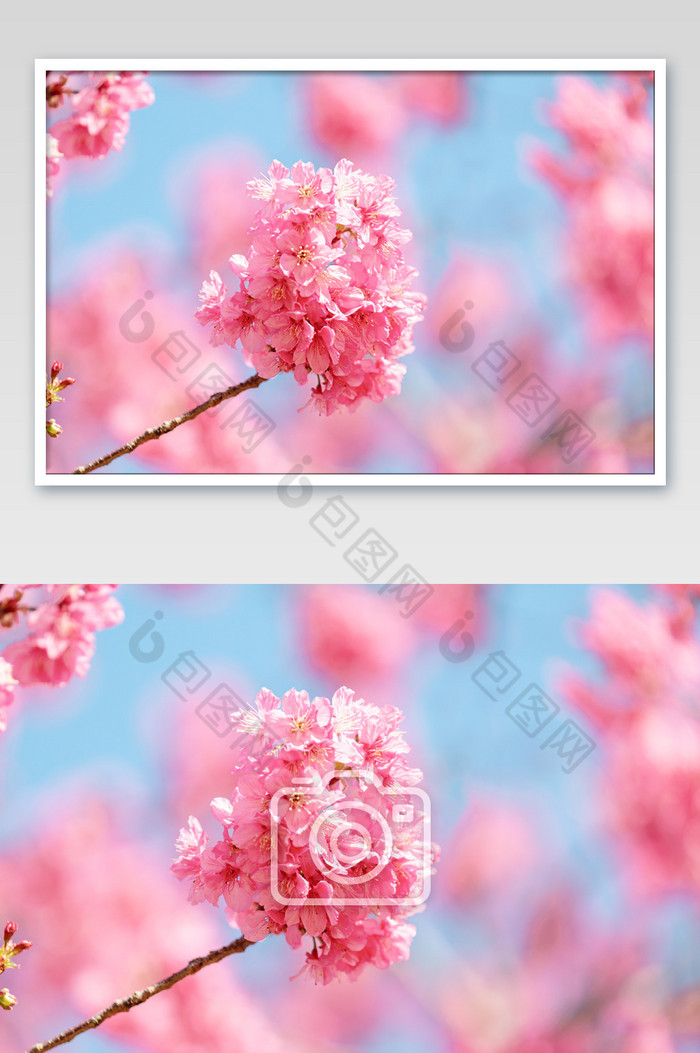 春暖花开粉色浪漫樱花图片图片