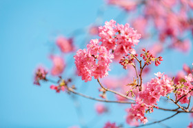 春天粉色樱花春暖花开
