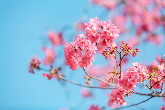 春天粉色樱花春暖花开图片