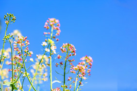 春暖花开蓝天下油菜花