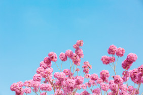 春天浪漫紫色风铃花