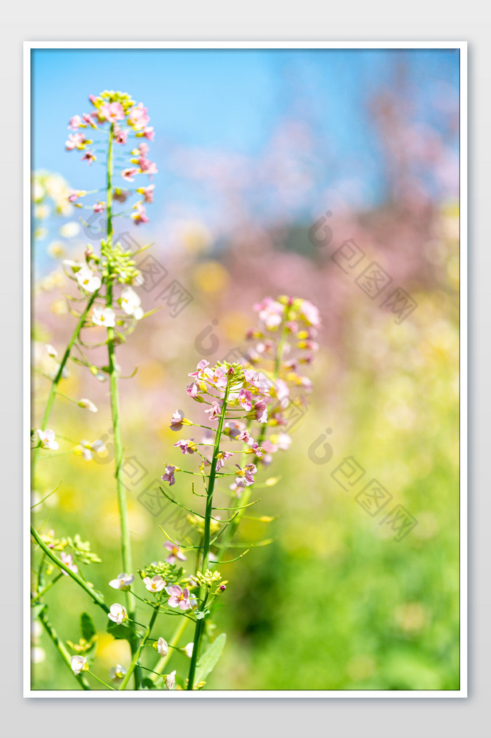 春天油菜花春暖花开图片图片