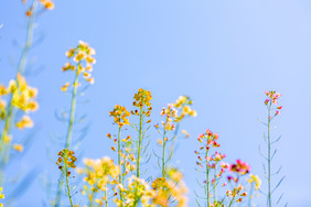 春天的花油菜花开