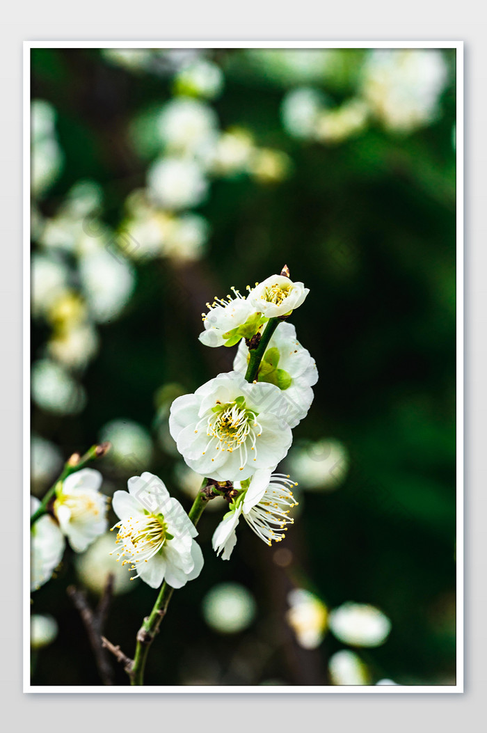 白梅花朵花枝摄影图