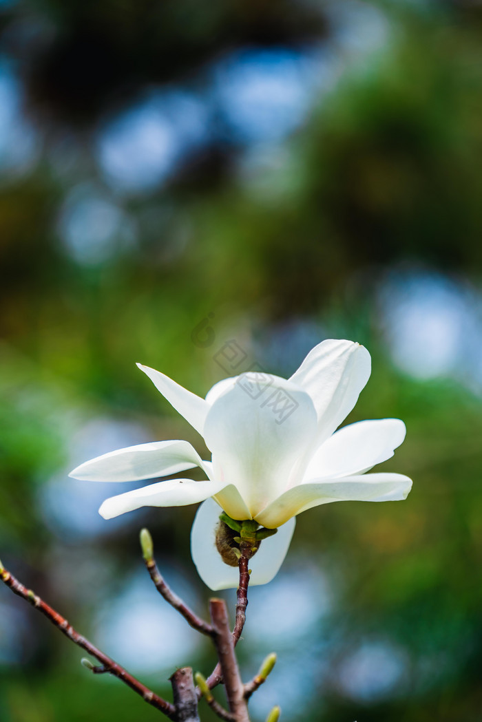 白玉兰花朵摄影图图片