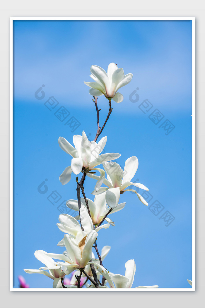白玉兰花枝摄影图