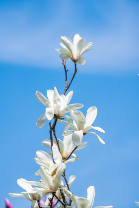 白玉兰花枝摄影图