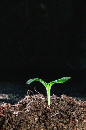 谷雨春季发芽植物