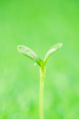 春天发芽的绿叶