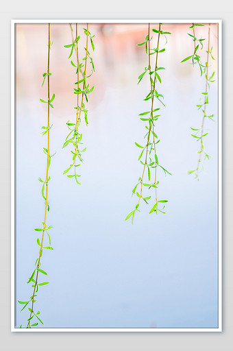 春天发芽的柳枝摄影图