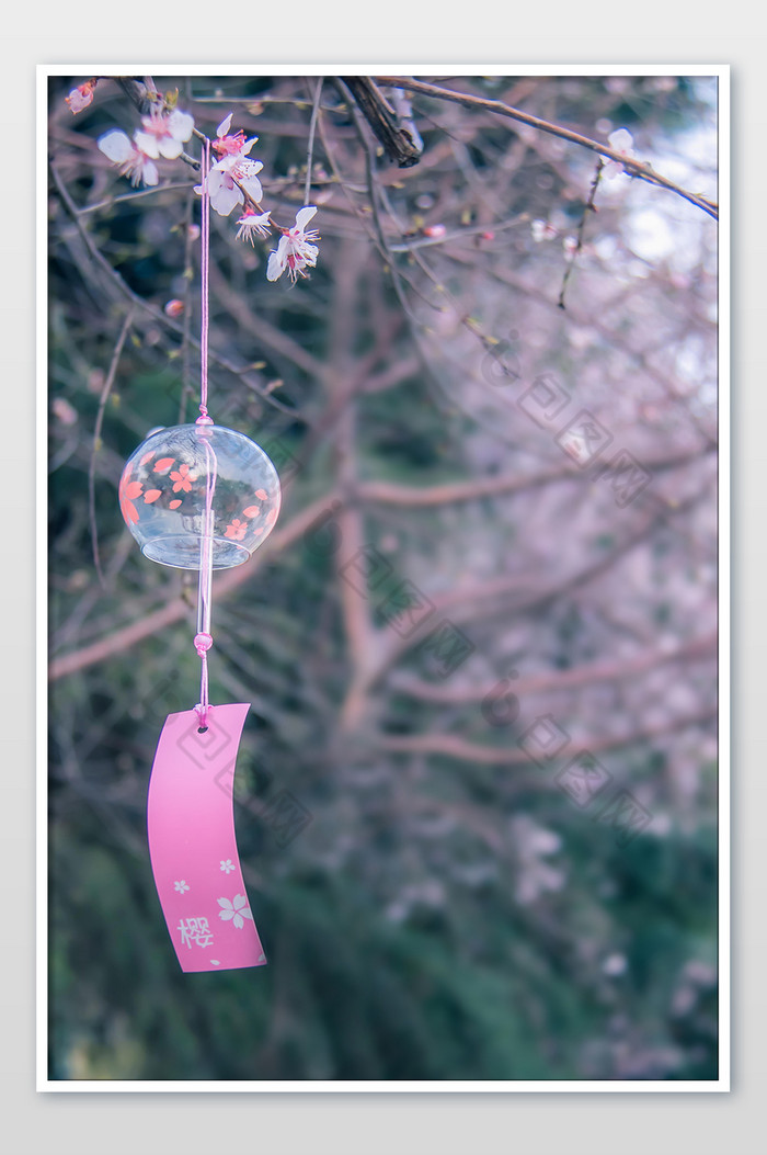 花枝悬挂的樱花风铃图片图片