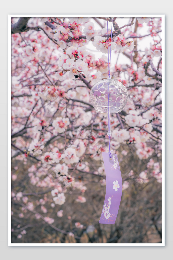 樱花树枝悬挂的风铃