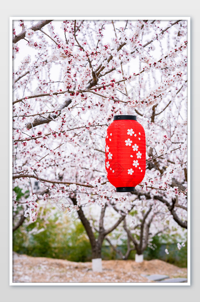 樱花树枝悬挂的和风灯笼