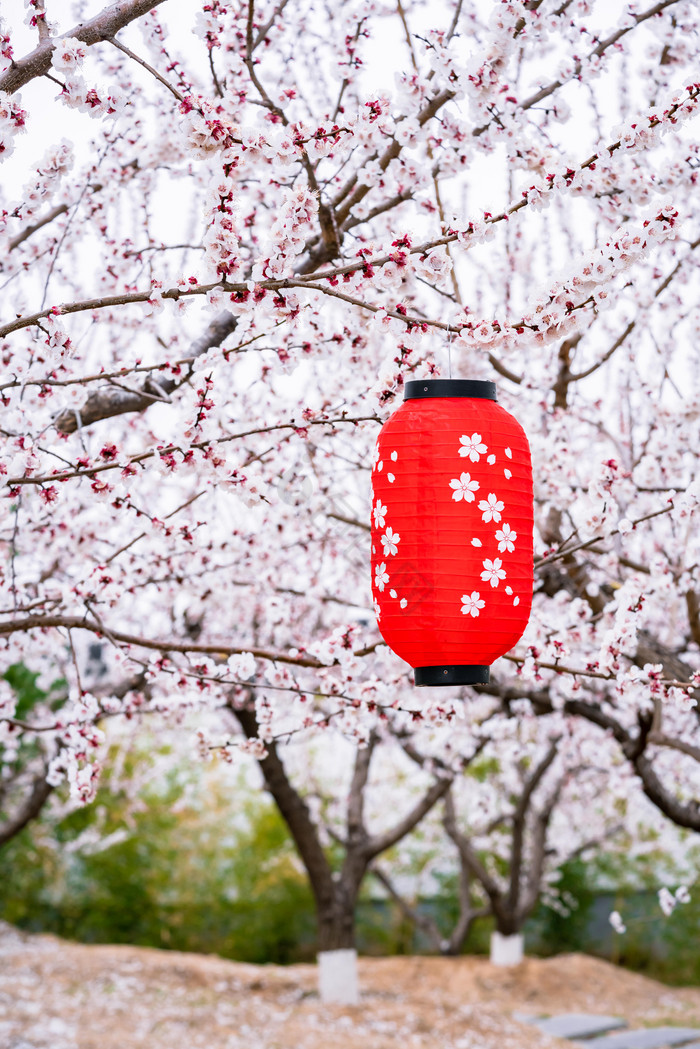 樱花树枝悬挂的和风灯笼图片