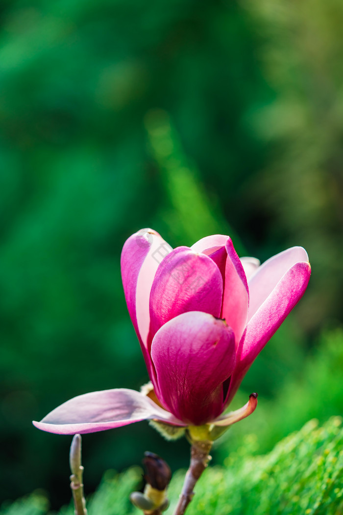 红玉兰花朵摄影图图片