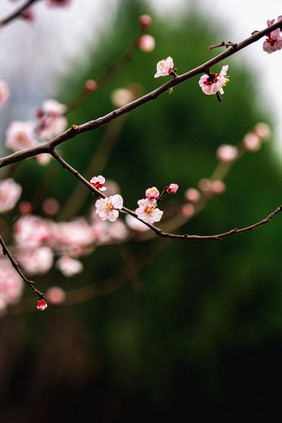 粉色桃花花枝花卉