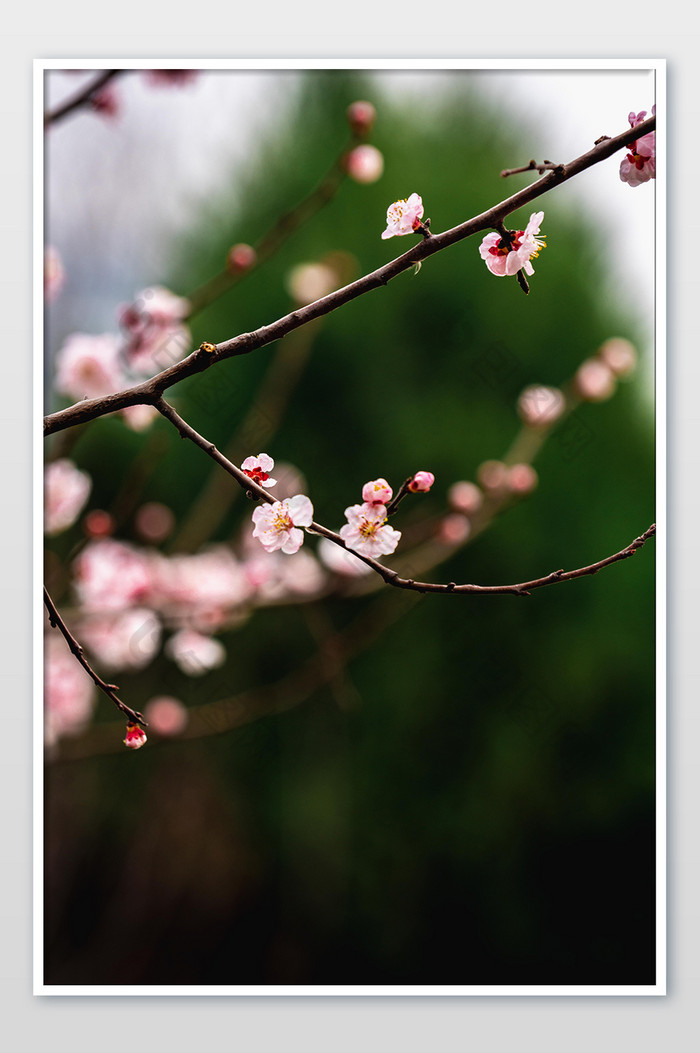 粉色桃花花枝花卉图片图片