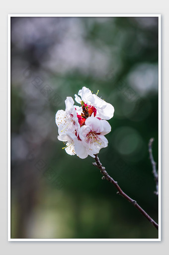 树枝上盛开的桃花图片