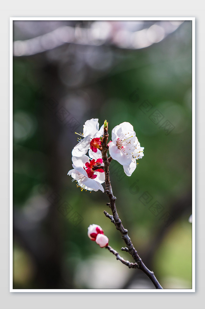 桃花花枝树枝花苞