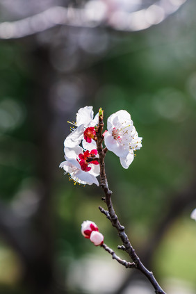 桃花花枝树枝花苞