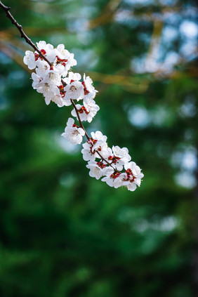 白色桃花花枝摄影图