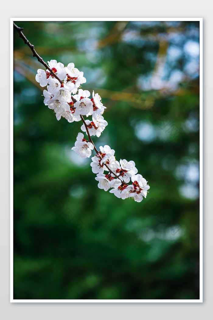 白色桃花花枝摄影图