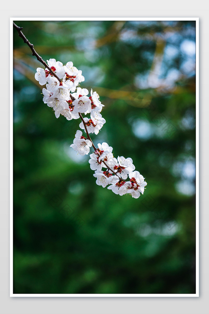 白色桃花花枝摄影图图片图片