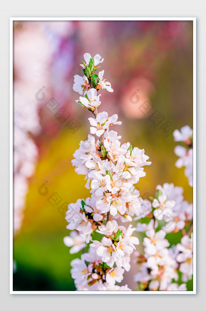 盛开的繁茂桃花摄影图图片图片