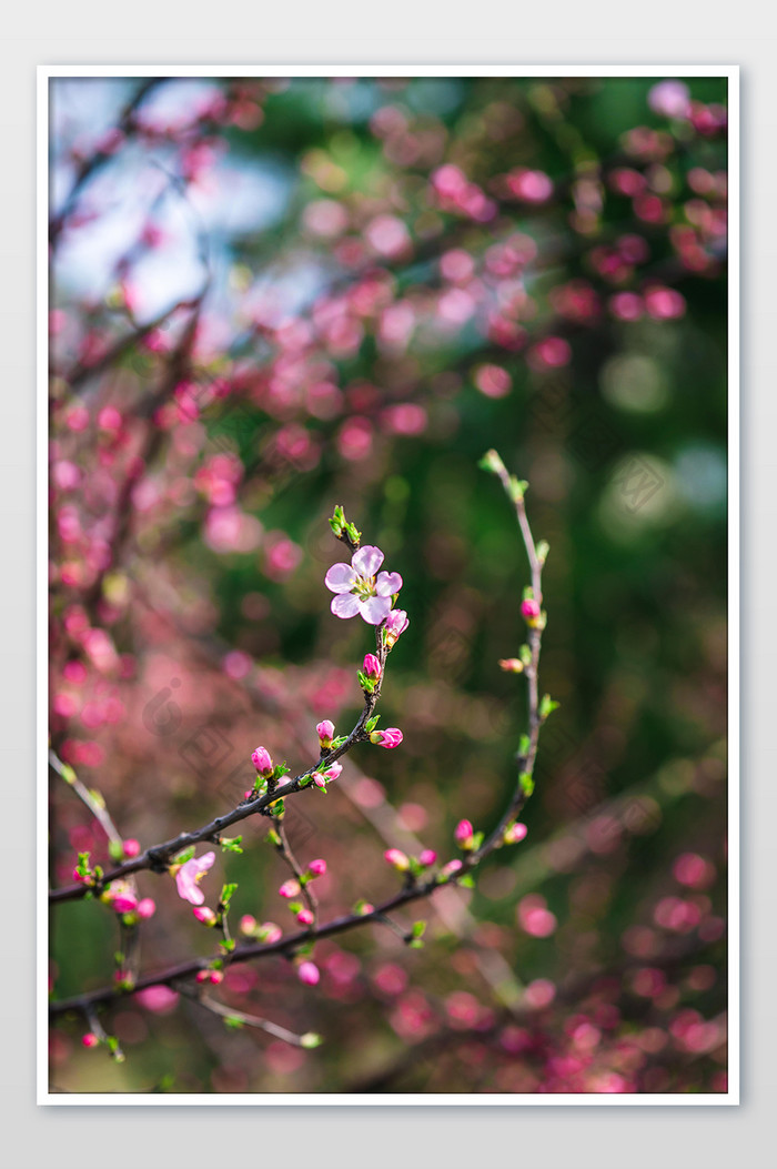 桃花花骨朵花枝摄影图