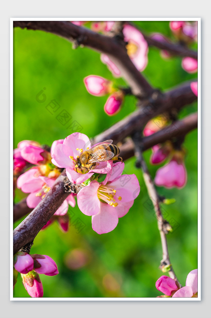 桃花花朵上采蜜的蜜蜂