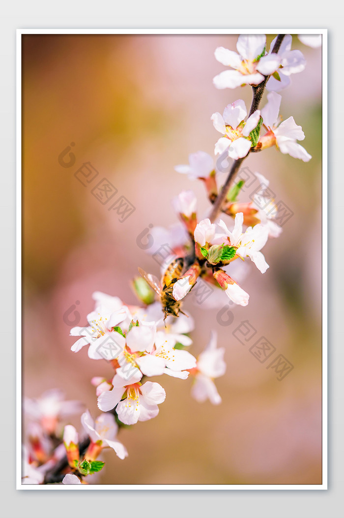 盛开的桃花花枝摄影图