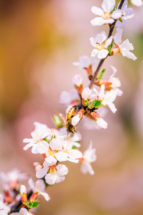 盛开的桃花花枝摄影图