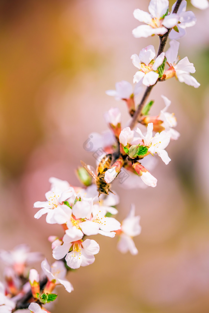 盛开的桃花花枝摄影图图片