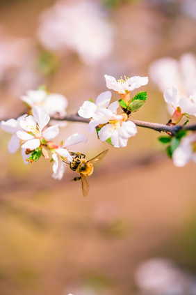 白色桃花采蜜的蜜蜂