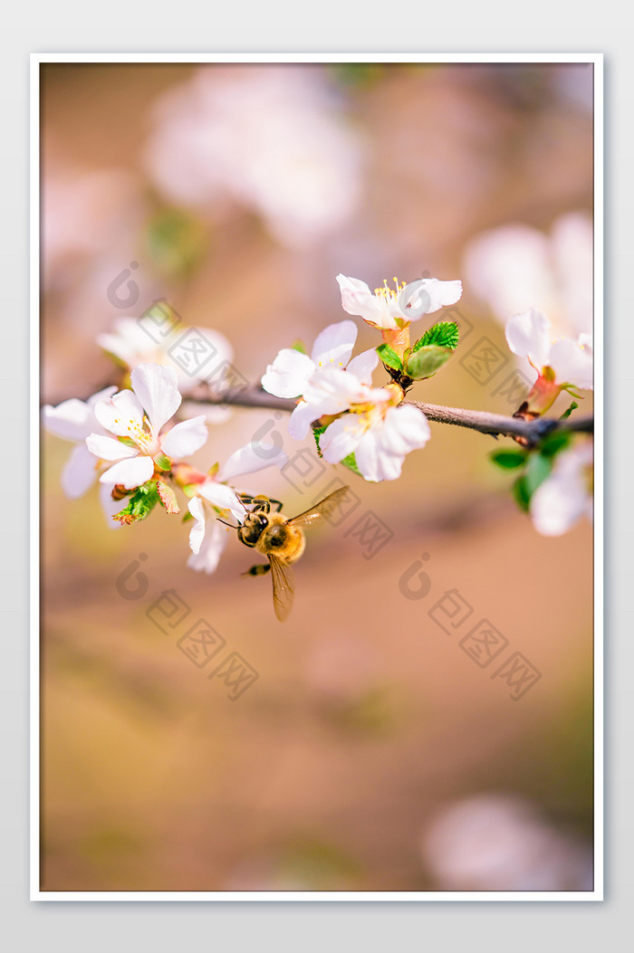 白色桃花采蜜的蜜蜂