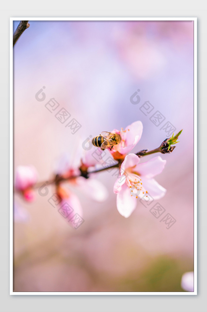 桃花花枝采蜜蜜蜂图片图片