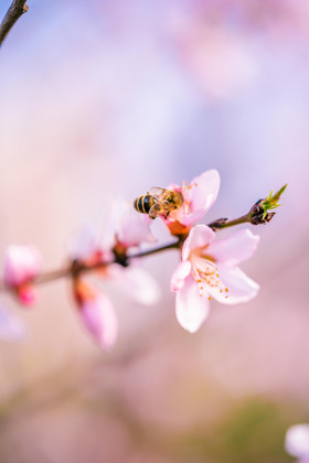 桃花花枝采蜜蜜蜂