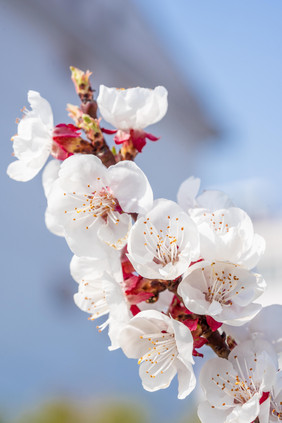 白色杏花花朵花枝