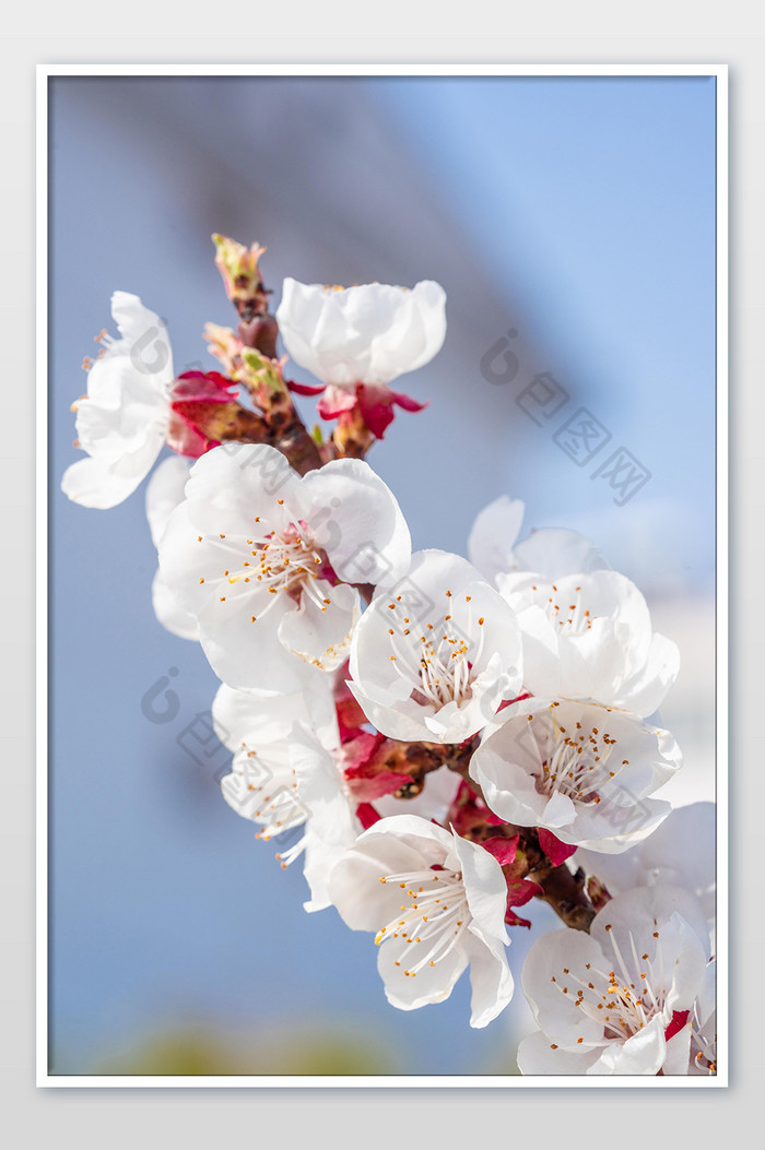 白色杏花花朵花枝图片图片