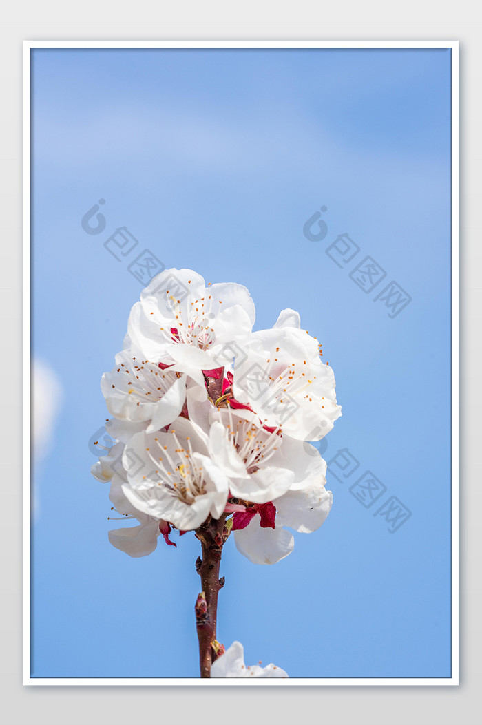 繁茂的白色杏花摄影图